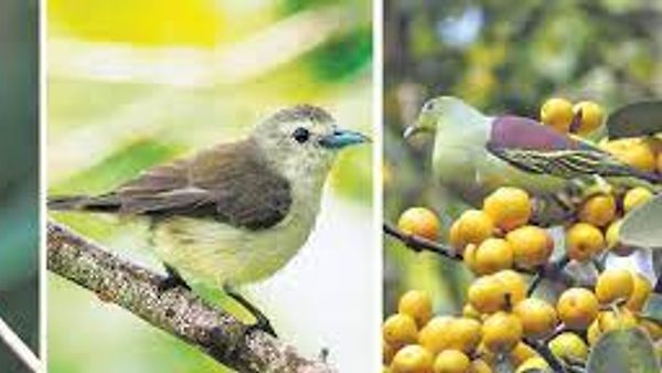 ಸೈಲೆಂಟ್ ವ್ಯಾಲಿ ಬರ್ಡ್ ಸರ್ವೆ