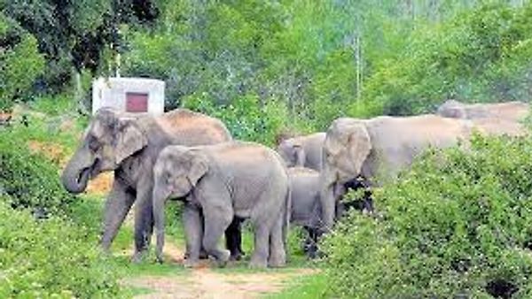 ಆನೆಗಳ ಅತಿ ಹೆಚ್ಚು ಸಂಖ್ಯೆಯ ರಾಜ್ಯವಾಗಿ ಕರ್ನಾಟಕ ಮುಂಚೂಣಿಯಲ್ಲಿ