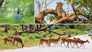 ಬಂಡೀಪುರಕ್ಕೆ ಸಂದ "ಬೆಸ್ಟ್ ನ್ಯಾಷನಲ್ ಪಾರ್ಕ್" ಪ್ರಶಸ್ತಿ
