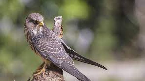 ನಾಗಾಲ್ಯಾಂಡ್ ನ ತೋಖು ಎಮಾಂಗ್ ಬರ್ಡ್ ಕೌಂಟ್ (TEBC)