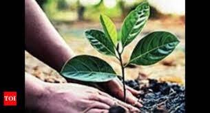 UP ಸರ್ಕಾರದ ಟ್ರೀ ಪ್ಲಾಂಟೇಶನ್ ಅಭಿಯಾನ