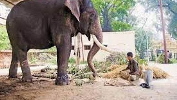 ಚಿನ್ನದ ಅಂಬಾರಿ ಹೊತ್ತಿದ ಹೆಗ್ಗಳಿಕೆಯ 'ಬಲರಾಮ' ಆನೆ ಇನ್ನಿಲ್ಲ