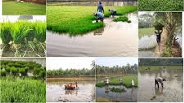 SAFAL ಭಾರತದ ಮೊದಲ ಆನ್ಲೈನ್ ಕೃಷಿ ಸಾಲ ಸೌಲಭ್ಯ